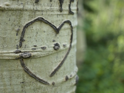 Preguntas Frecuentes sobre Endoterapia Vegetal