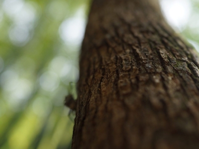 La endoterapia, el método definitivo para acabar con las plagas en los árboles