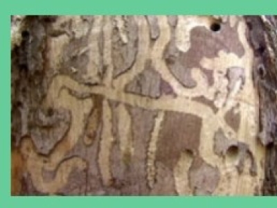 Productos para Combatir el Barrenillo: La Solución con Ynject GO Árboles