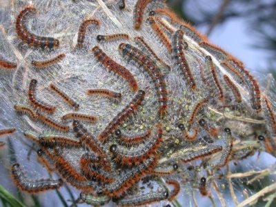 ¿A qué temperatura muere la procesionaria del pino?