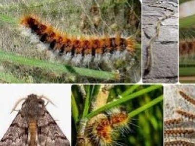 Cómo matar la procesionaria del pino